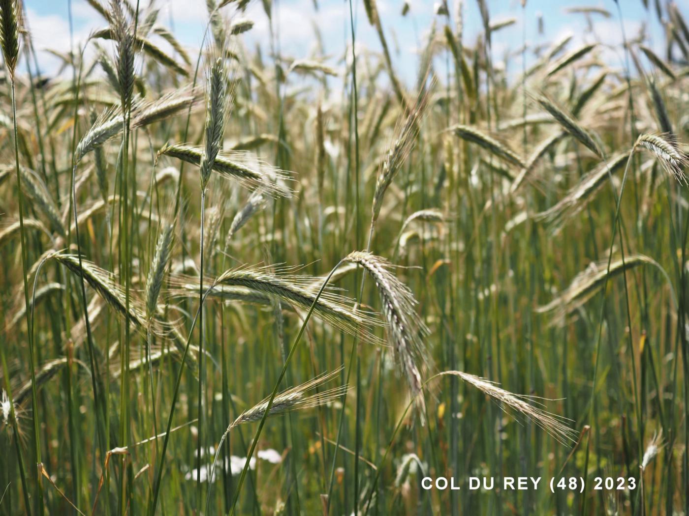 Barley, Winter plant